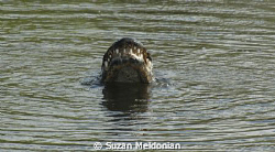 A side trip to Anhinga Trail in Everglades national Park.... by Suzan Meldonian 